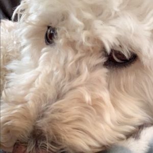 Meet your Posher, Cj